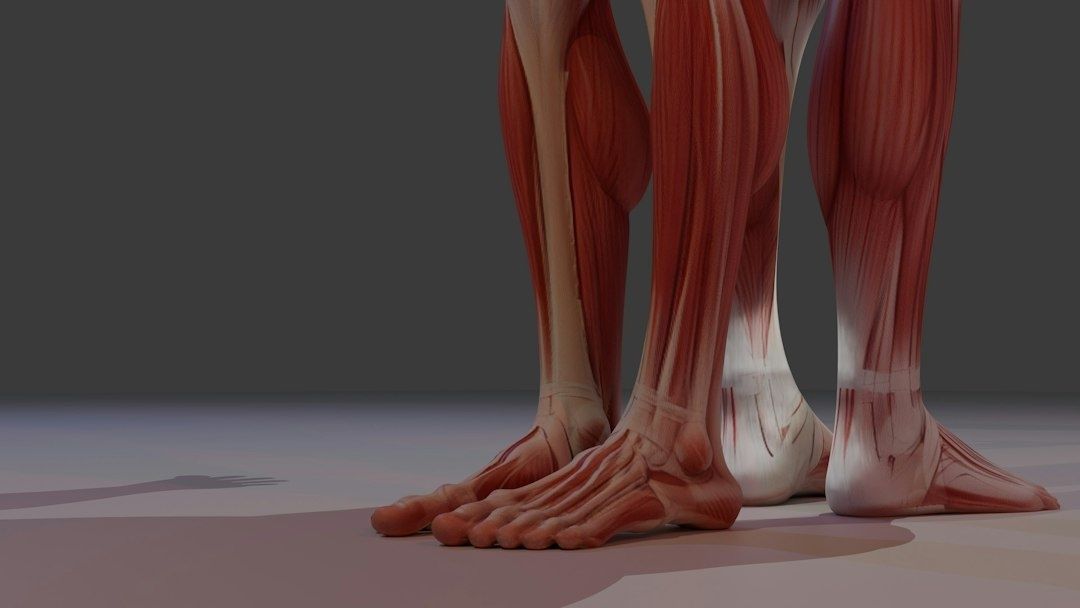 Anatomische Darstellung der Unterschenkel- und Fußmuskulatur